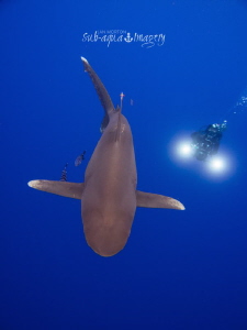 Shooting Shark Week in the waters off of Cat Island 2014/... by Jan Morton 